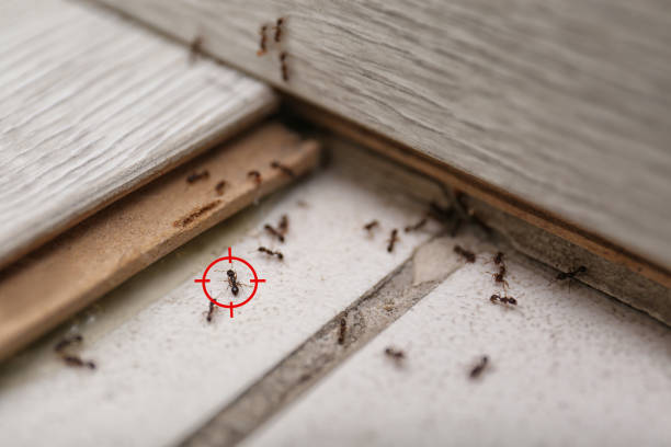 Best Local Pest Control Services  in Gillette, NJ