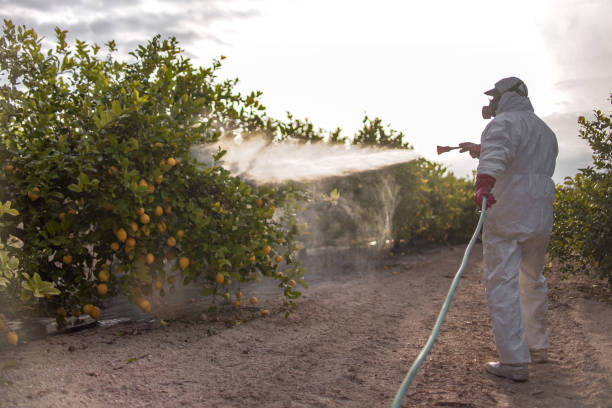 Wasp Removal Services in Gillette, NJ