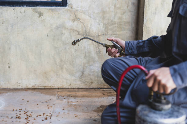 Best Termite Control Services  in Gillette, NJ